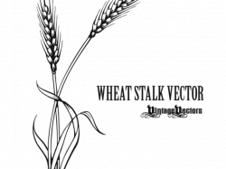 Drawn Wheat - Free Clipart on Dumielauxepices.net