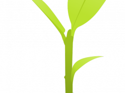 19 Plants clipart bajra HUGE FREEBIE! Download for PowerPoint ...