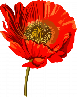 Clipart - Opium poppy 2 (low resolution)