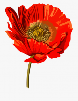 Free Poppy Clipart Images - Opium Poppy Clip Art #327177 ...
