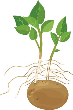 Potato Plant premium clipart - ClipartLogo.com
