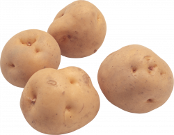 potato PNG image, free picture