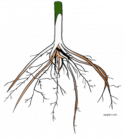 28+ Collection of Parts Of Plant Clipart Black And White With Roots ...