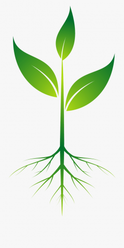 Root Plant Clip Art - Plant With Roots Transparent #126582 ...