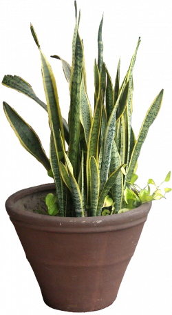 vsnakeplant.png] | tree cut out/ Cambodian Plants | Pinterest