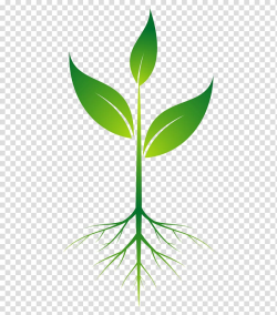 Green leaf plant illustration, Root Plant , root transparent ...