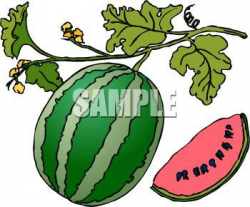 Watermelon plant clipart » Clipart Portal