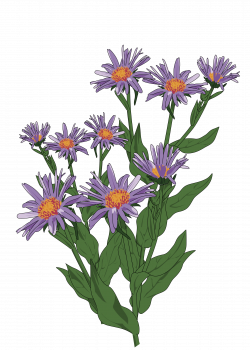 Clipart - Aster des Pyrenees