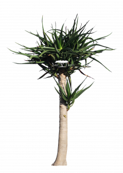 Aloe bainesii l Common name: Tree Aloe (2) | PNGs for Landscape ...