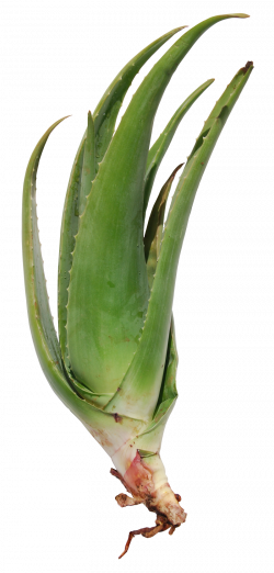 Mediterranean Aloe Vera | Mediterranean Aloe Vera | The authentic ...