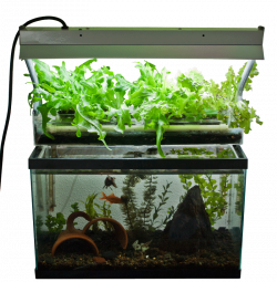 Benefits of having your own Aquaponic garden at home — Steemit