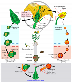 Angiosperm [ Flowering Plant] Life- Cycle Diagram | Bio-Sciences ...