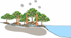 CBEMR | A Successful Method of Mangrove Restoration