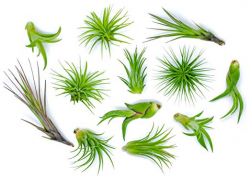 12 Air Plant Variety Pack - Small Tillandsia Terrarium Kit - Assorted  Species of Live Tillandsia Tropical House Plants for Sale, 2 to 5 Inches  Each - ...