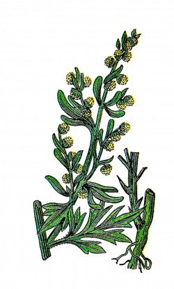 Antique Images: Free Botanical Graphic: Vintage Flower Clip Art of ...