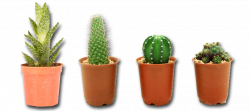 Cactus Plant PNG Image | PNG Mart