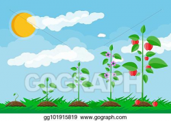 EPS Vector - Growth of plant, from sprout to fruit. Stock ...