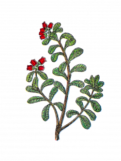 Antique Images: Free Flower Clip Art: Vintage Herb Graphic of Plant ...