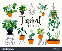 Tropical house plants collection, hand drawn different ...