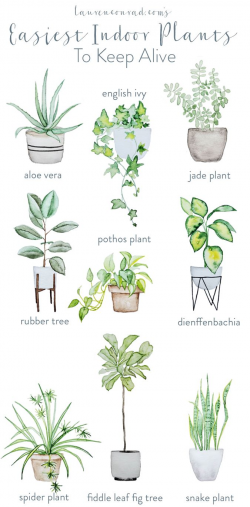 Green Thumb: The Easiest Houseplants to Keep Alive | grow ...