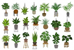 Indoor Plant Food (Slow-Release Pellets) All-purpose House Plant Fertilizer  | Common Houseplant Fertilizers for Potted Planting Soil | by Plants for ...