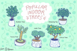 10 Most Popular Indoor Trees