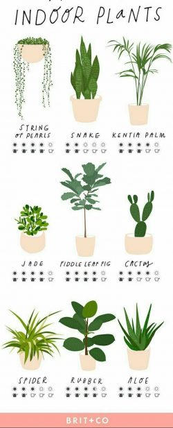 Pin by Vishakha Bbp on Plants | Planting flowers, String of ...