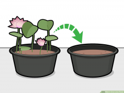 3 Ways to Grow Lotus Flower - wikiHow