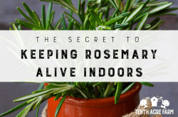 The Secret to Keeping Rosemary Alive Indoors | Tenth Acre Farm