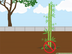 How to Grow Bamboo from Seed: 15 Steps (with Pictures) - wikiHow
