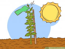 Planting clipart mature plant, Picture #171014 planting ...