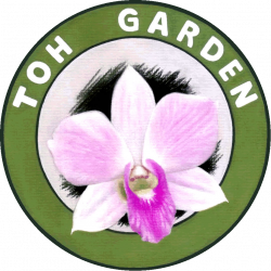Vandaceous - Toh Garden: Singapore Orchid Plant & Flower Grower
