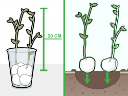 How to Grow Beans in Cotton: 6 Steps (with Pictures) - wikiHow