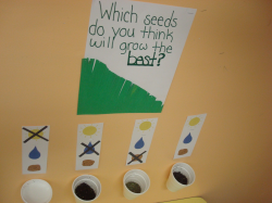 What do plants need to grow? PreK class experiment and ...