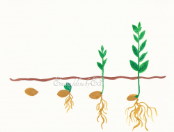 Clipart plant growing - Clip Art Library
