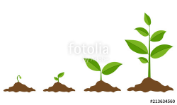 Phases plant growing. Planting tree infographic. Evolution ...
