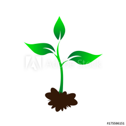 Sapling on the ground, Green Young tree, Plant sapling ...