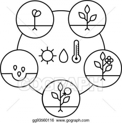 Vector Illustration - Plant growth stages. line art icons ...