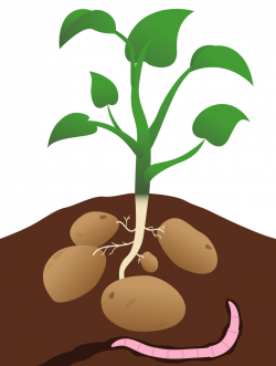 Free Seedlings Cliparts, Download Free Clip Art, Free Clip ...