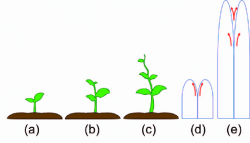 Comparison of a growing plant with the Robot (a),(b),(c ...