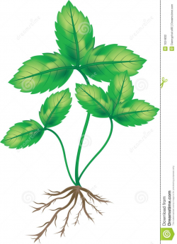 Plant With Roots Clip Art Plant with roo | Roots | Plants ...