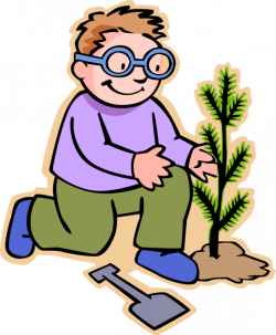 Boy Plants Sapling Evergreen Tree - Vector Image