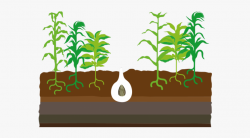 Seed Clipart Science Plant - Corn Plant #201042 - Free ...