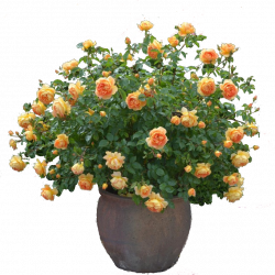 Rose cutout plant png | PNG | Pinterest