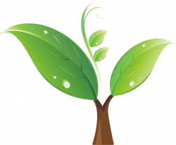 Seedling Tree Clip art - Green sprout 1036*856 transprent Png Free ...