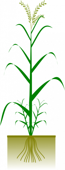 Cereal Plant Clipart | i2Clipart - Royalty Free Public Domain Clipart