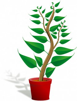 Free Image on Pixabay - Seedling, Potted Plant, Sapling