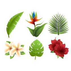 Flower - Tropical plants 1000*1000 transprent Png Free Download ...