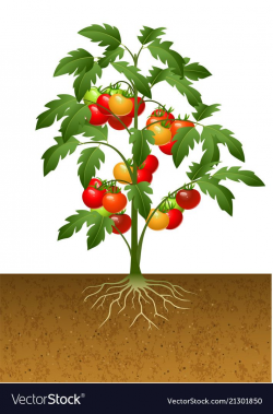 Tomato plant with root under the ground Royalty Free Vector ...