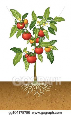EPS Vector - Tomato plant with root under the ground. Stock ...